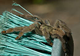 Image of Trinidad Chevron Tarantula