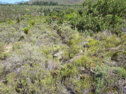 Image of Pteronia scabra Harv.