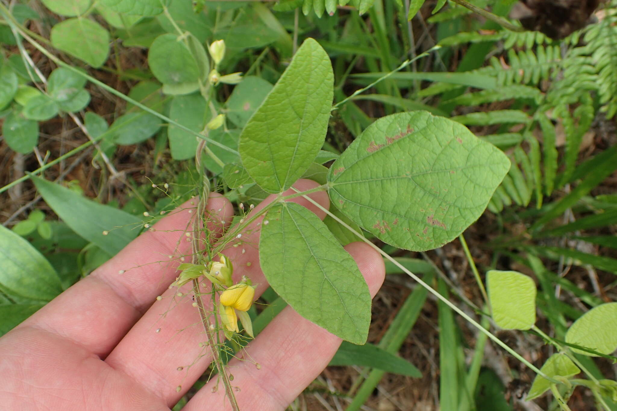 Plancia ëd Rhynchosia latifolia Torr. & A. Gray