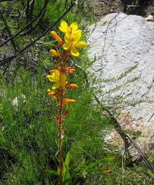 Image de Wachendorfia thyrsiflora Burm.