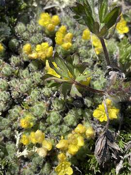 Draba novolympica Payson & H. St. John resmi