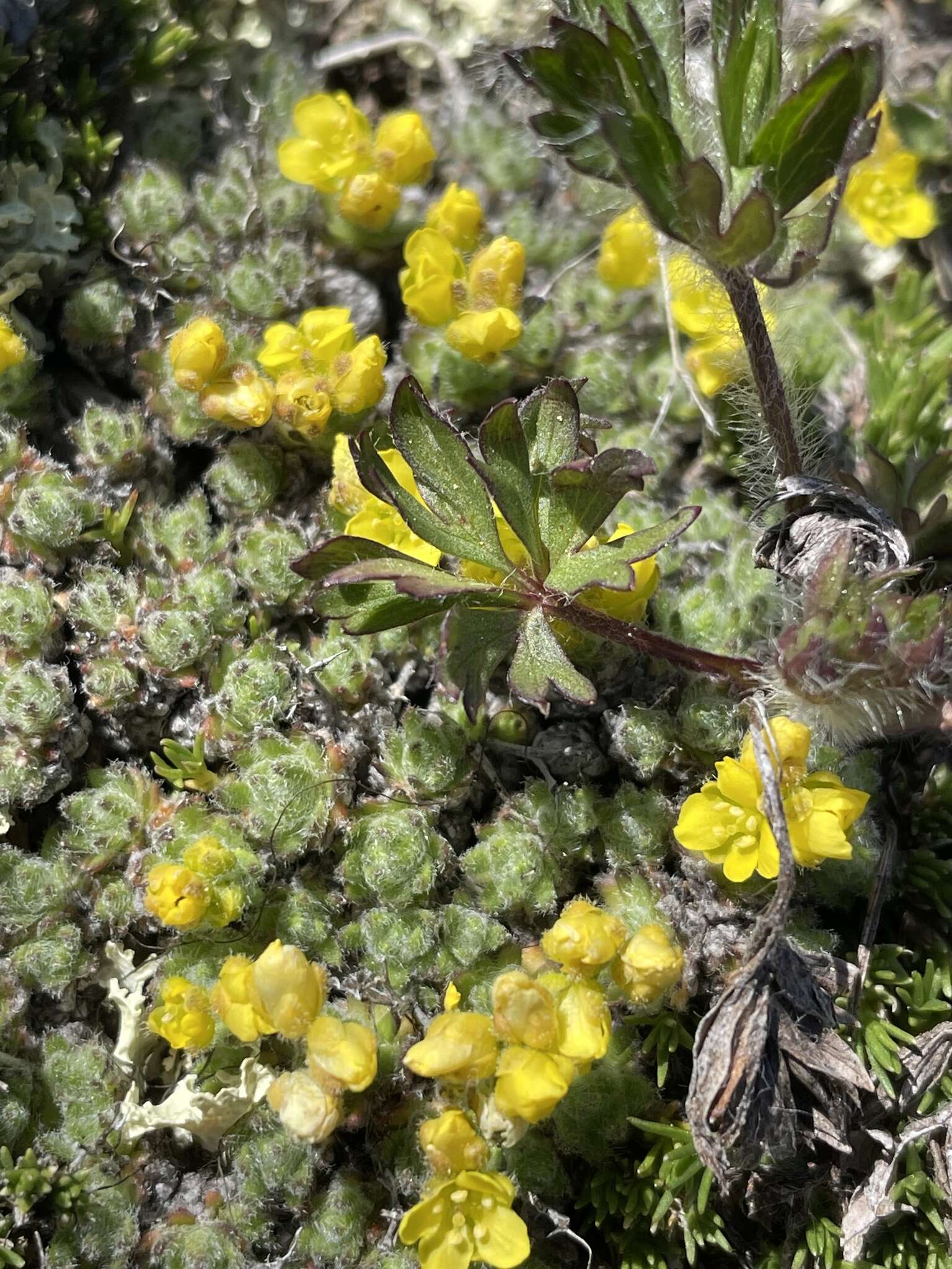 Image de Draba novolympica Payson & H. St. John