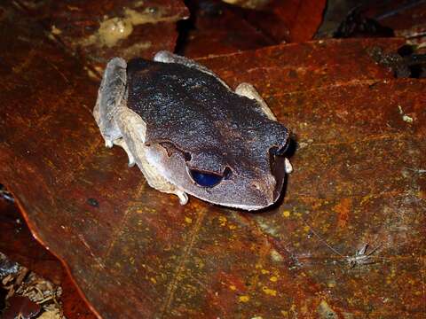 Image of Leptobrachium tagbanorum Brown, Siler, Diesmos & Alcala 2010