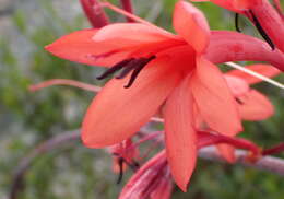 Image of Watsonia wilmaniae J. W. Mathews & L. Bolus