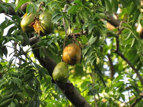 Image of Jewish plum