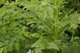 Imagem de Cirsium kamtschaticum Ledeb. ex DC.