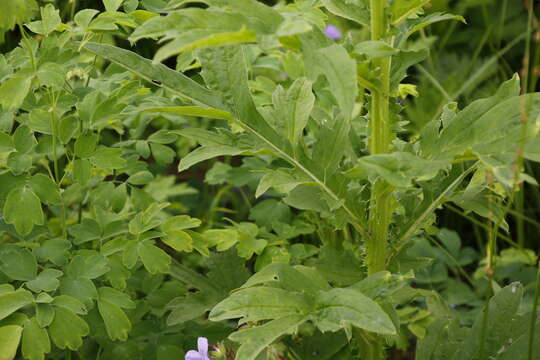 Слика од Cirsium kamtschaticum Ledeb. ex DC.