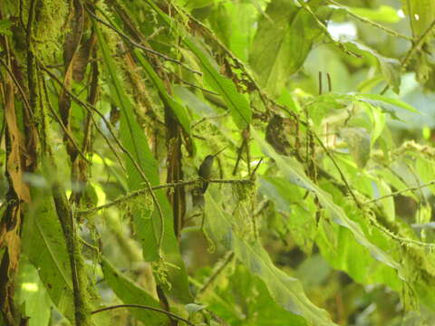 Image of Doryfera Gould 1847