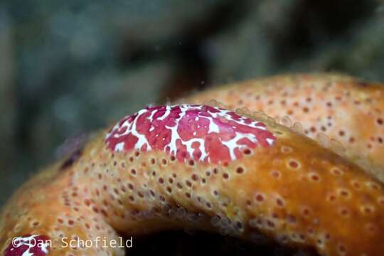 صورة Coeloplana astericola Mortensen 1927