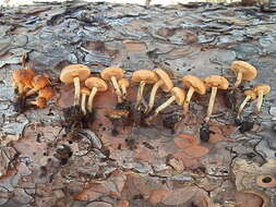 Pholiota highlandensis (Peck) Quadr. & Lunghini 1990 resmi