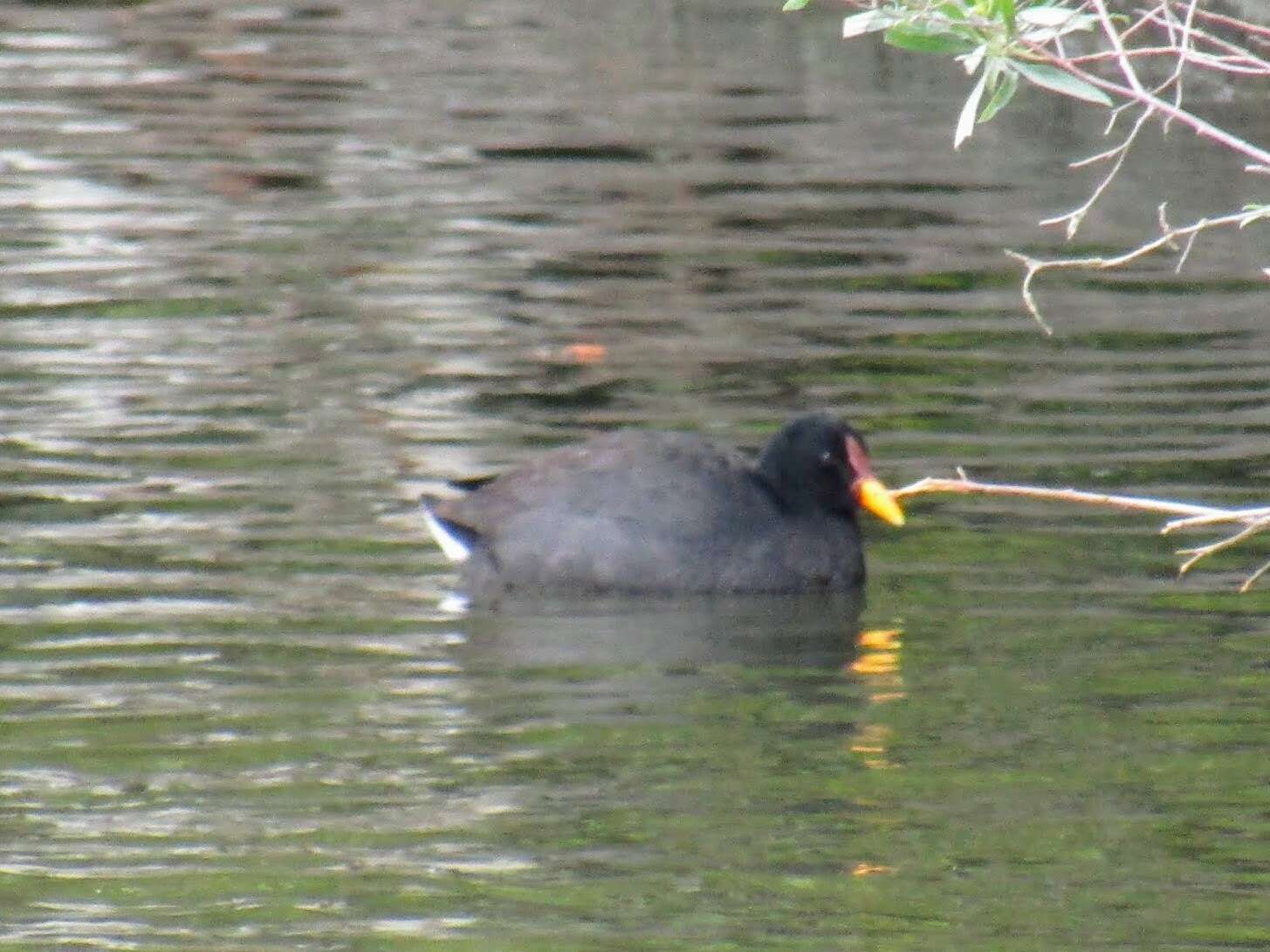 Image of Red-fronted Coot