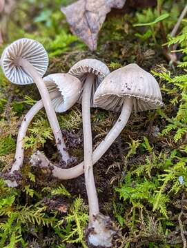 Image of Mycena aetites (Fr.) Quél. 1872