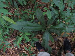 Image of Miconia elata (Sw.) DC.