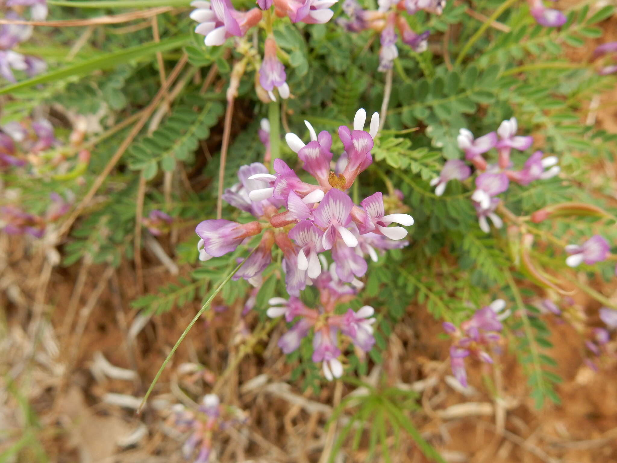 Image of Englemann's milkvetch