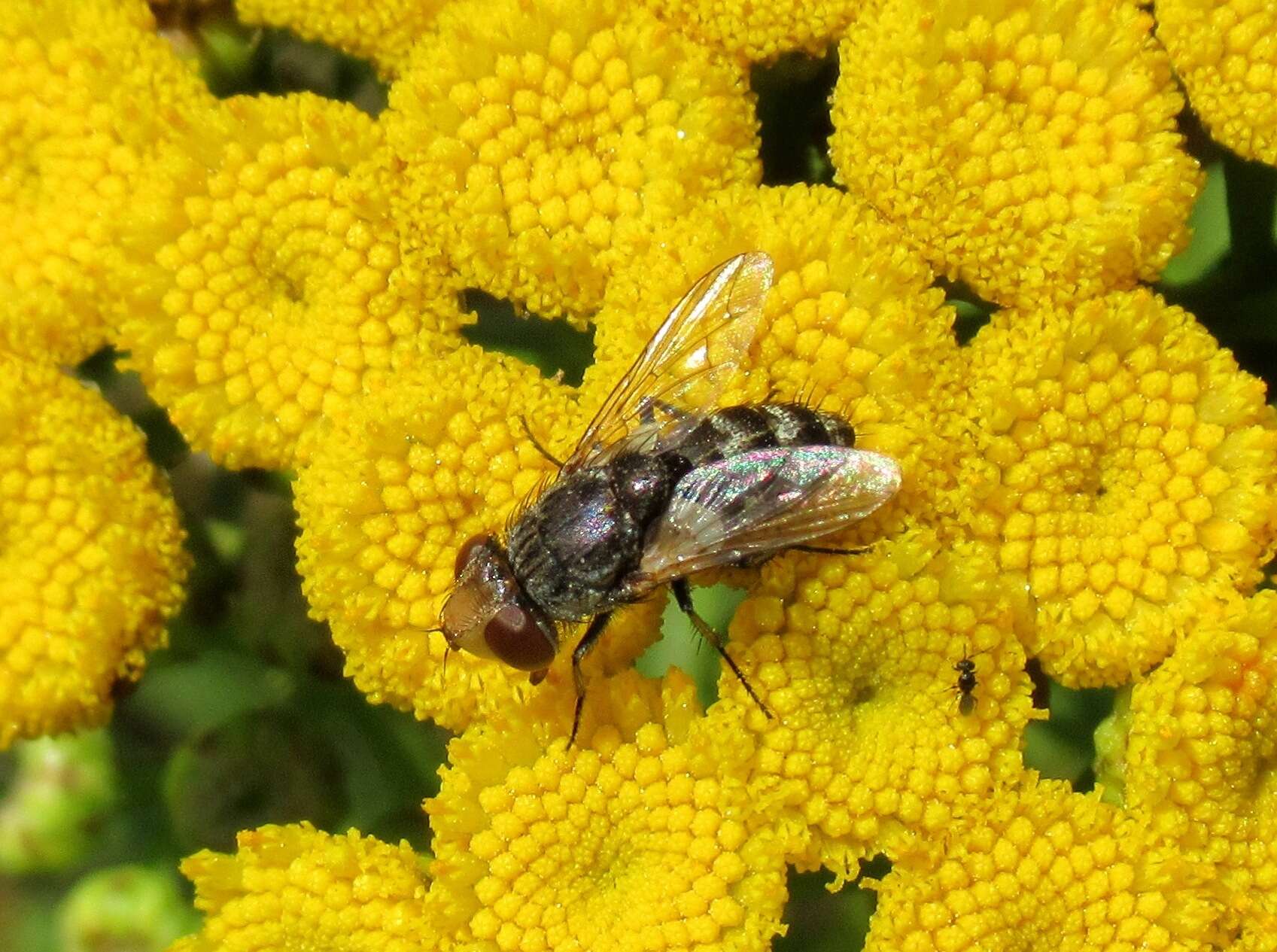 Image of Miltogramma germari Meigen 1824