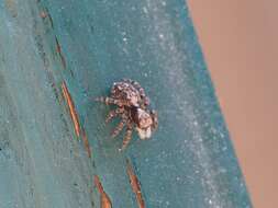 Image of Jumping spider