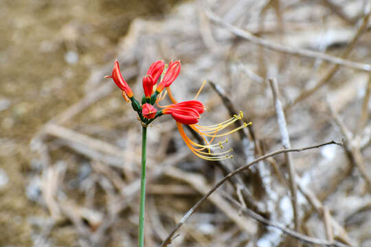 Image of Eucrosia bicolor Ker Gawl.