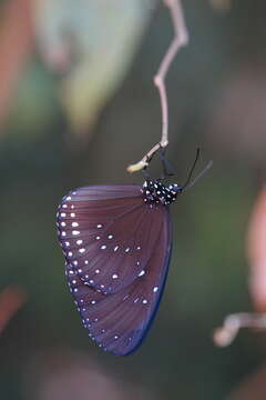 Image of Euploea sylvester harrisii Felder, C., Felder & R. 1865