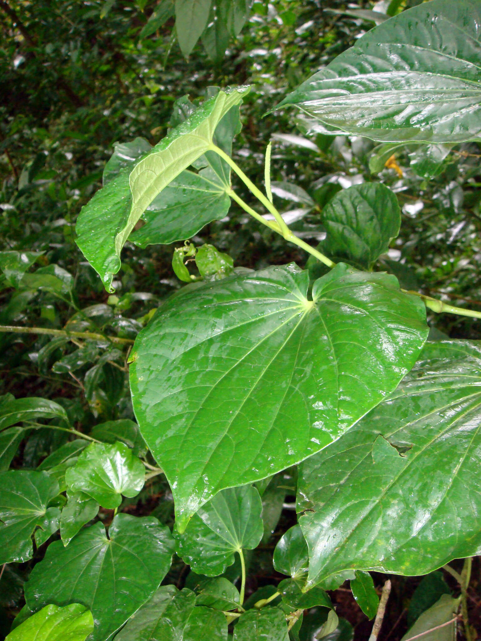 Image of <i>Piper latifolium</i>