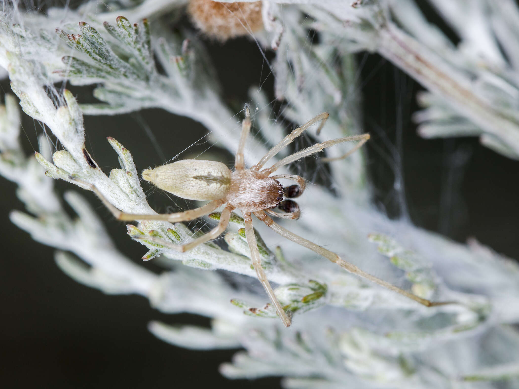 Слика од Cheiracanthium virescens (Sundevall 1833)