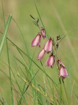 صورة Gladiolus papilio Hook. fil.