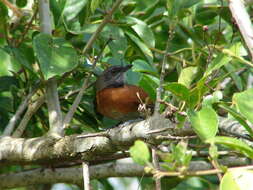 Image of Rufous-breasted Spinetail