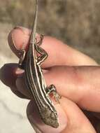 Image of Sierra Curlytail Lizard