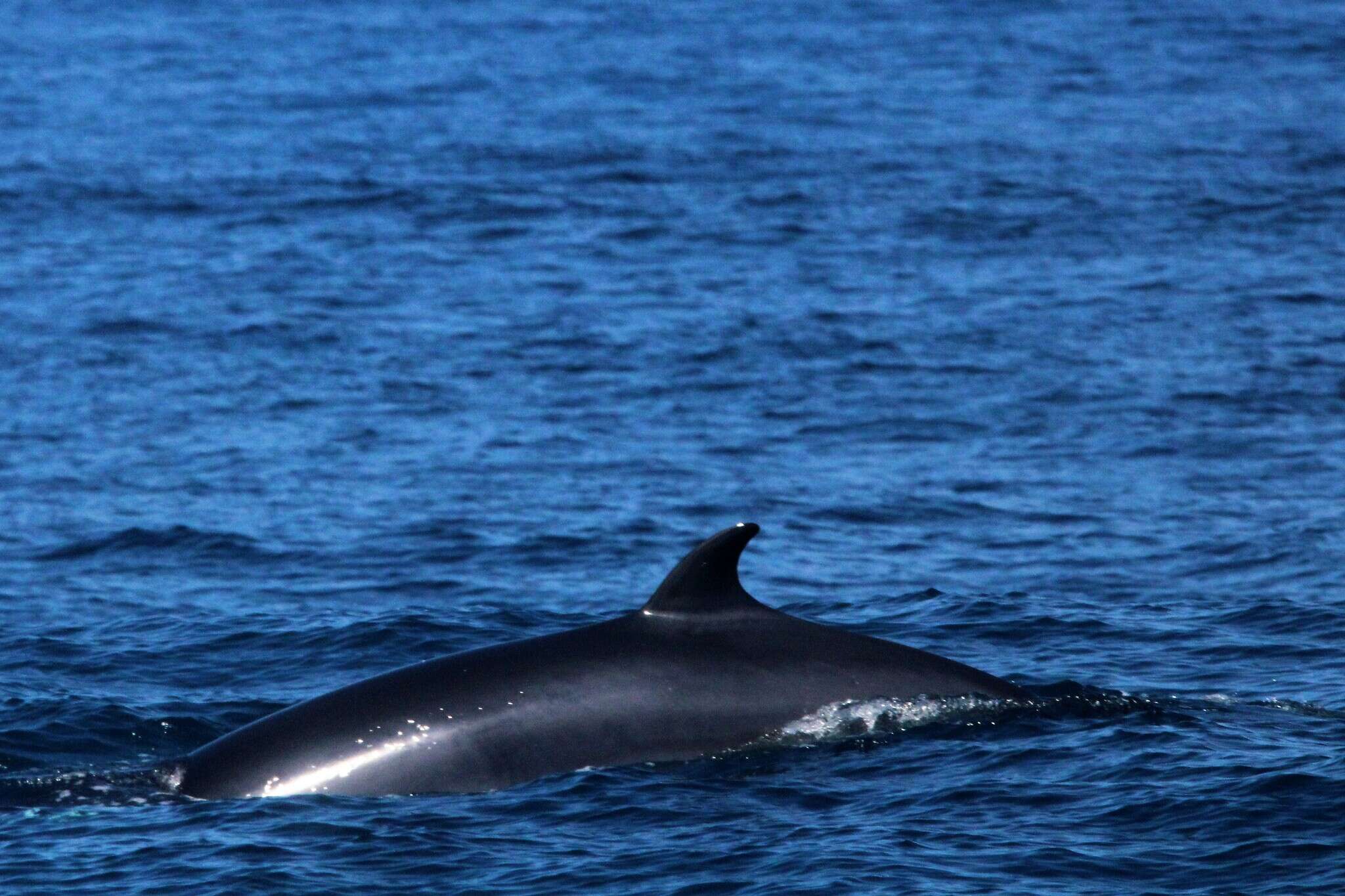 Image of minke whale