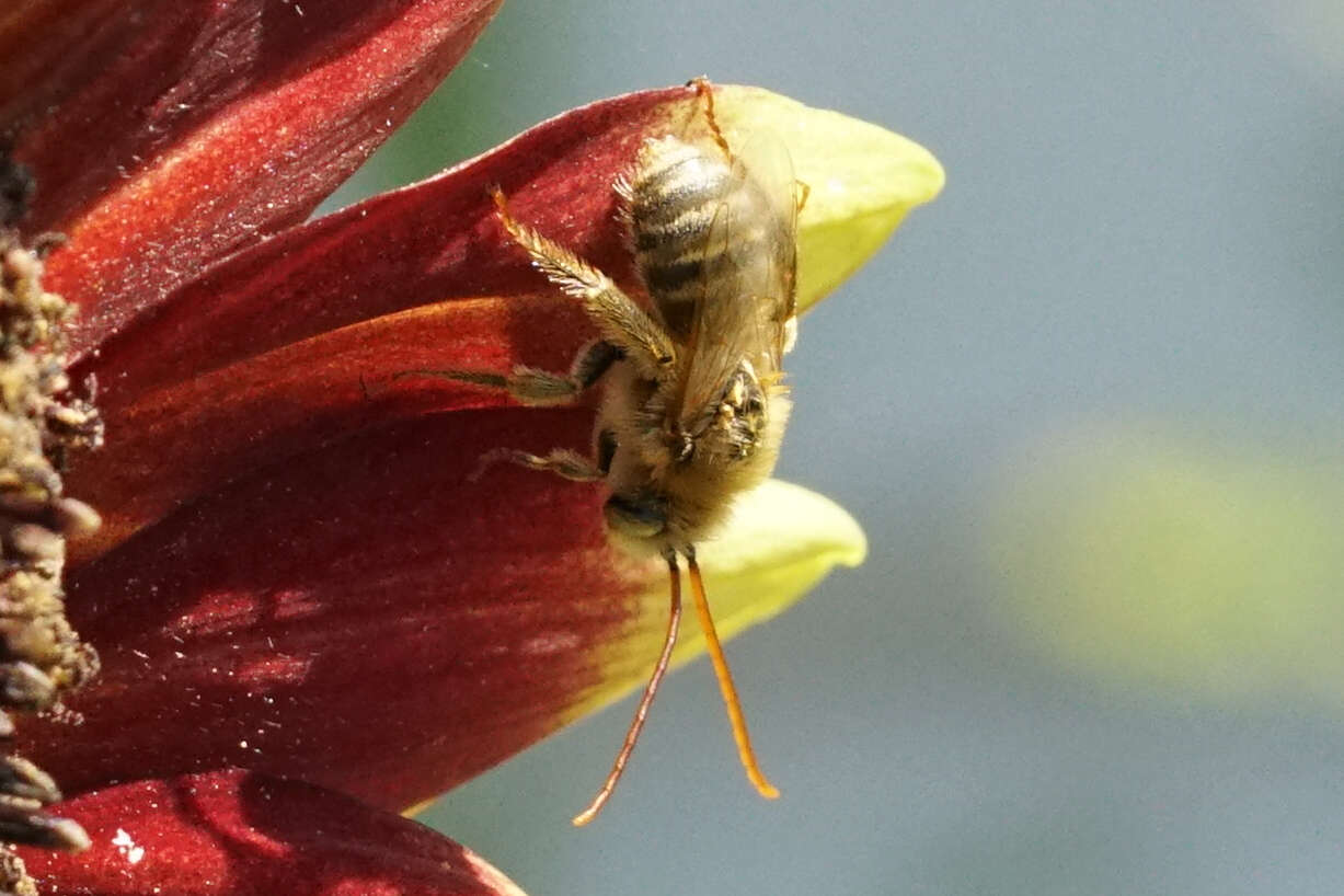 Image of Agile Long-horned Bee