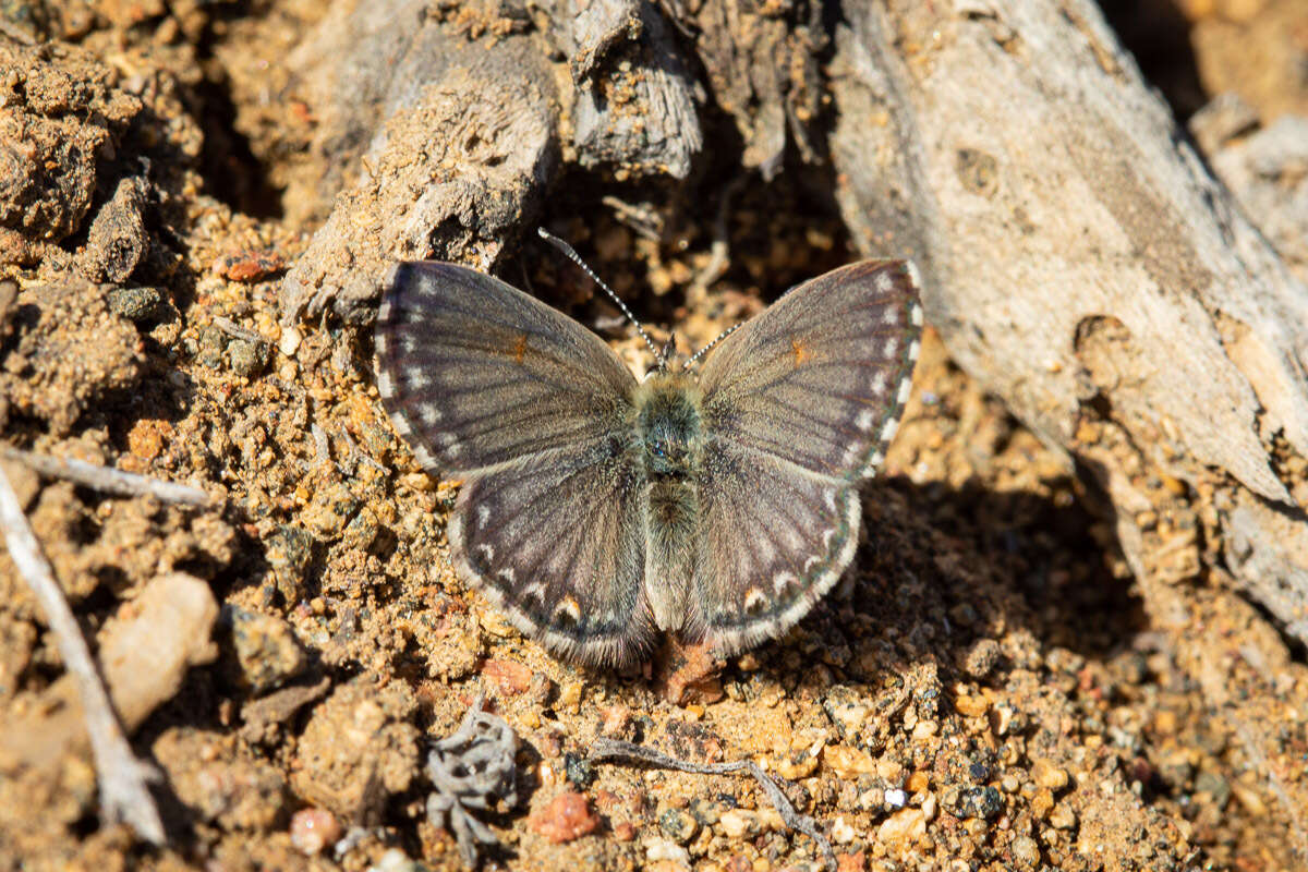 Слика од Pseudolucia chilensis (Blanchard 1852)