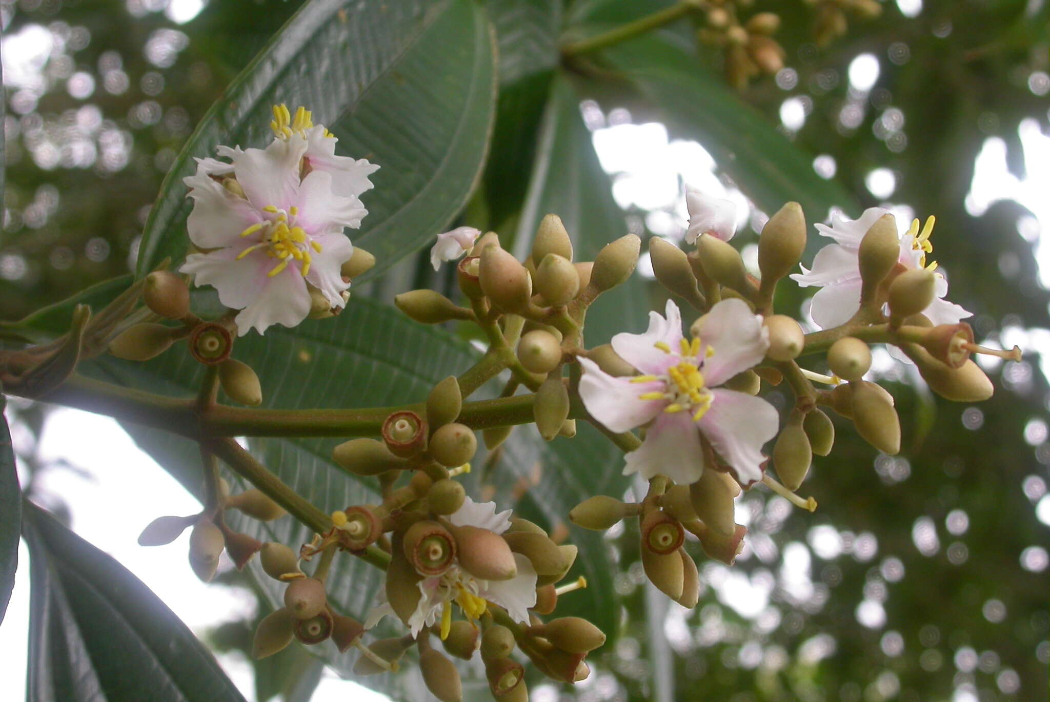 Image de Miconia conorufescens