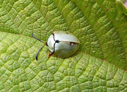 Image of Paraselenis (Spaethiechoma) saltaensis Borowiec 2002