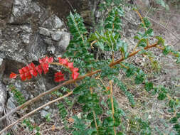 Plancia ëd Comocladia dodonaea (L.) Urban