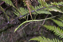 Image of Smooth Stick Insect