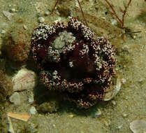 Image of Dendronephthya australis Kükenthal 1905