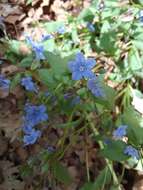 صورة Mertensia brevistyla S. Wats.