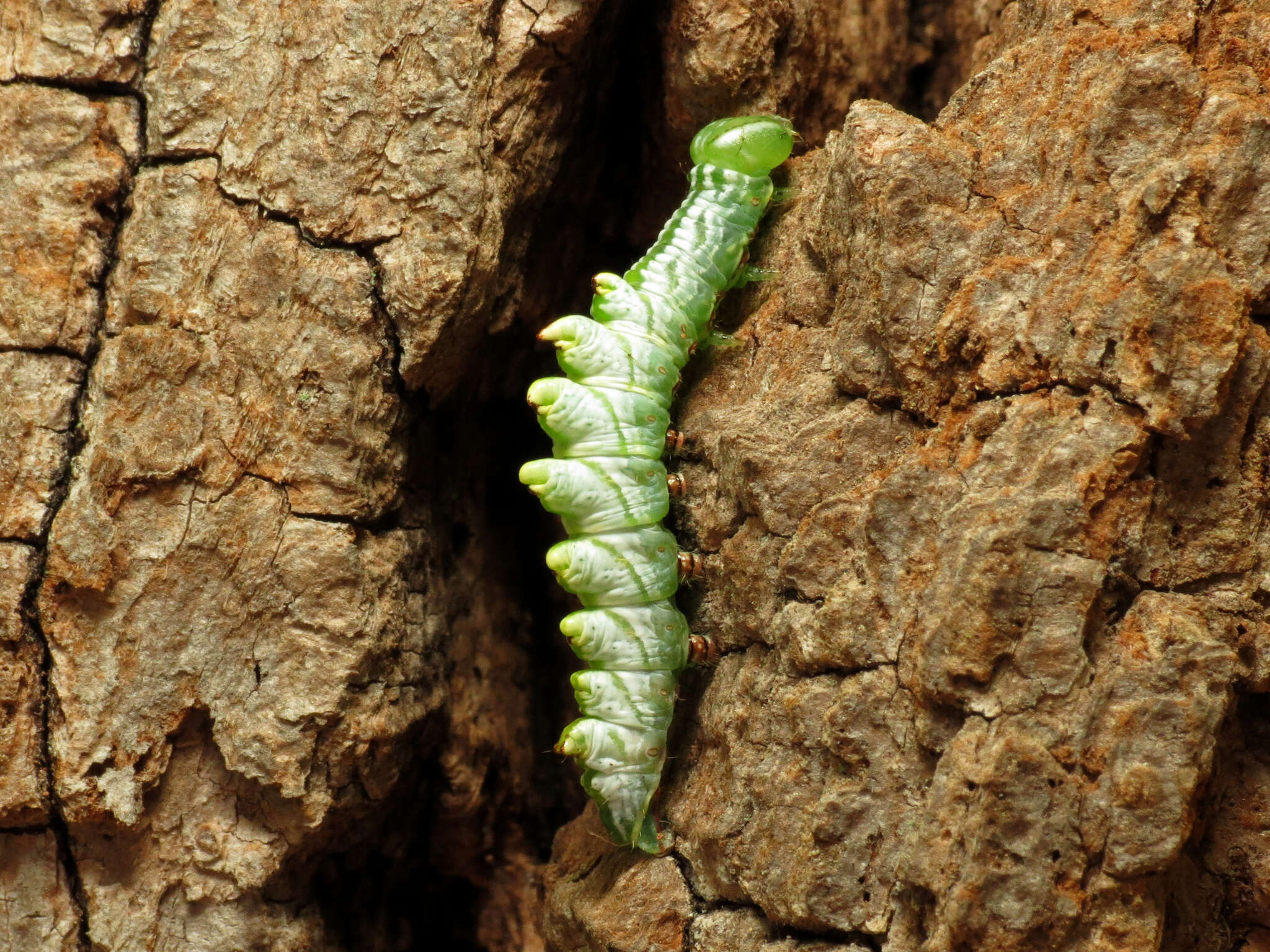 Image of Double-toothed Prominent