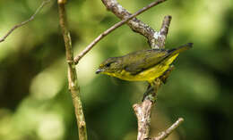 Image of Euphonia laniirostris crassirostris Sclater & PL 1857