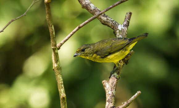 Euphonia laniirostris crassirostris Sclater & PL 1857的圖片