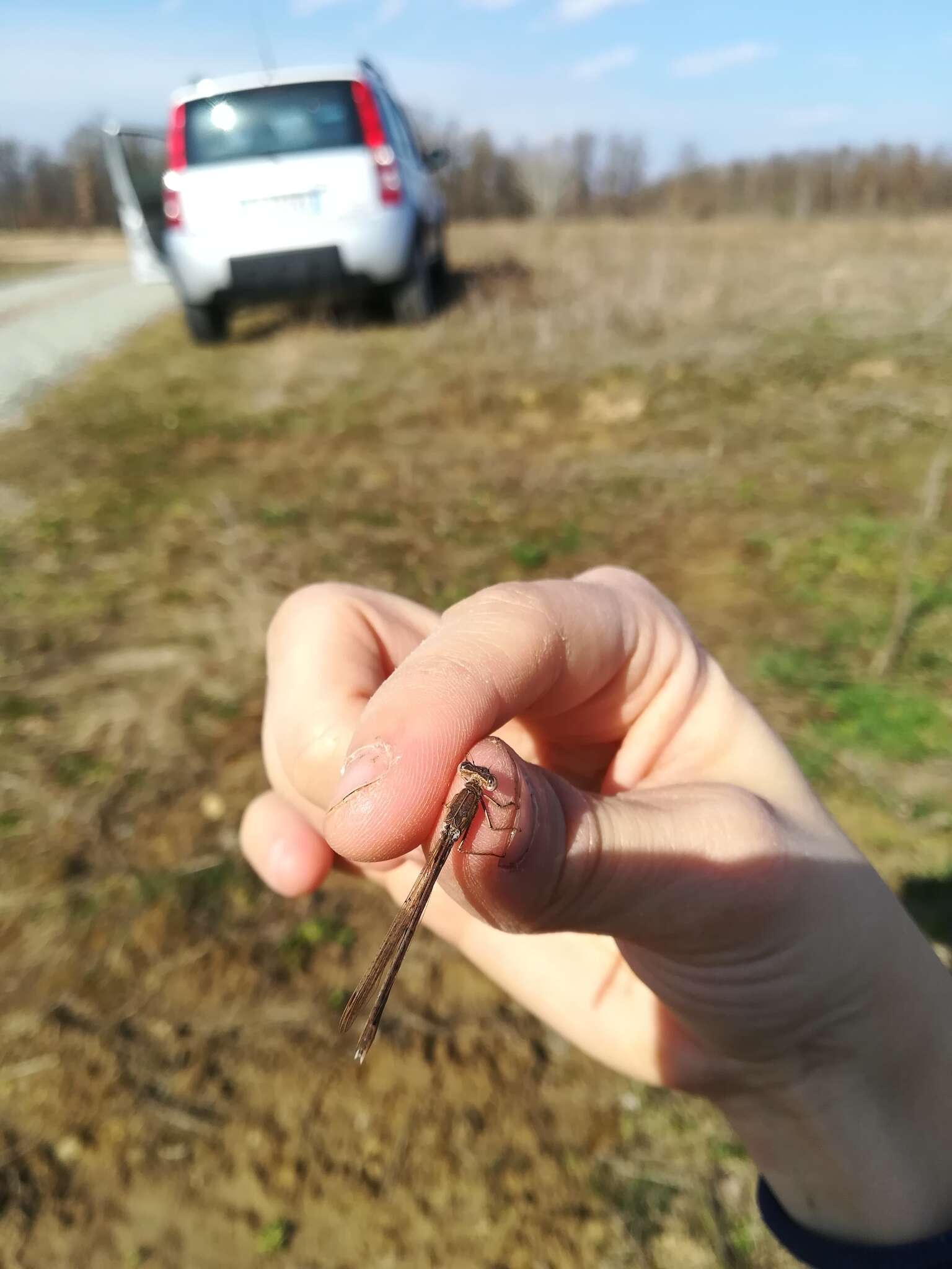 Image of Siberian Winter Damsel