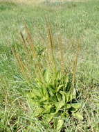 Imagem de Plantago cornuti Gouan