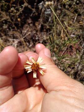 Image of Helenium radiatum (Less.) M. W. Bierner