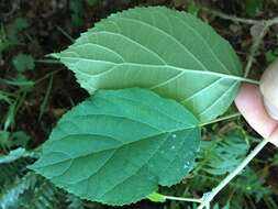 Imagem de Hydrangea cinerea Small