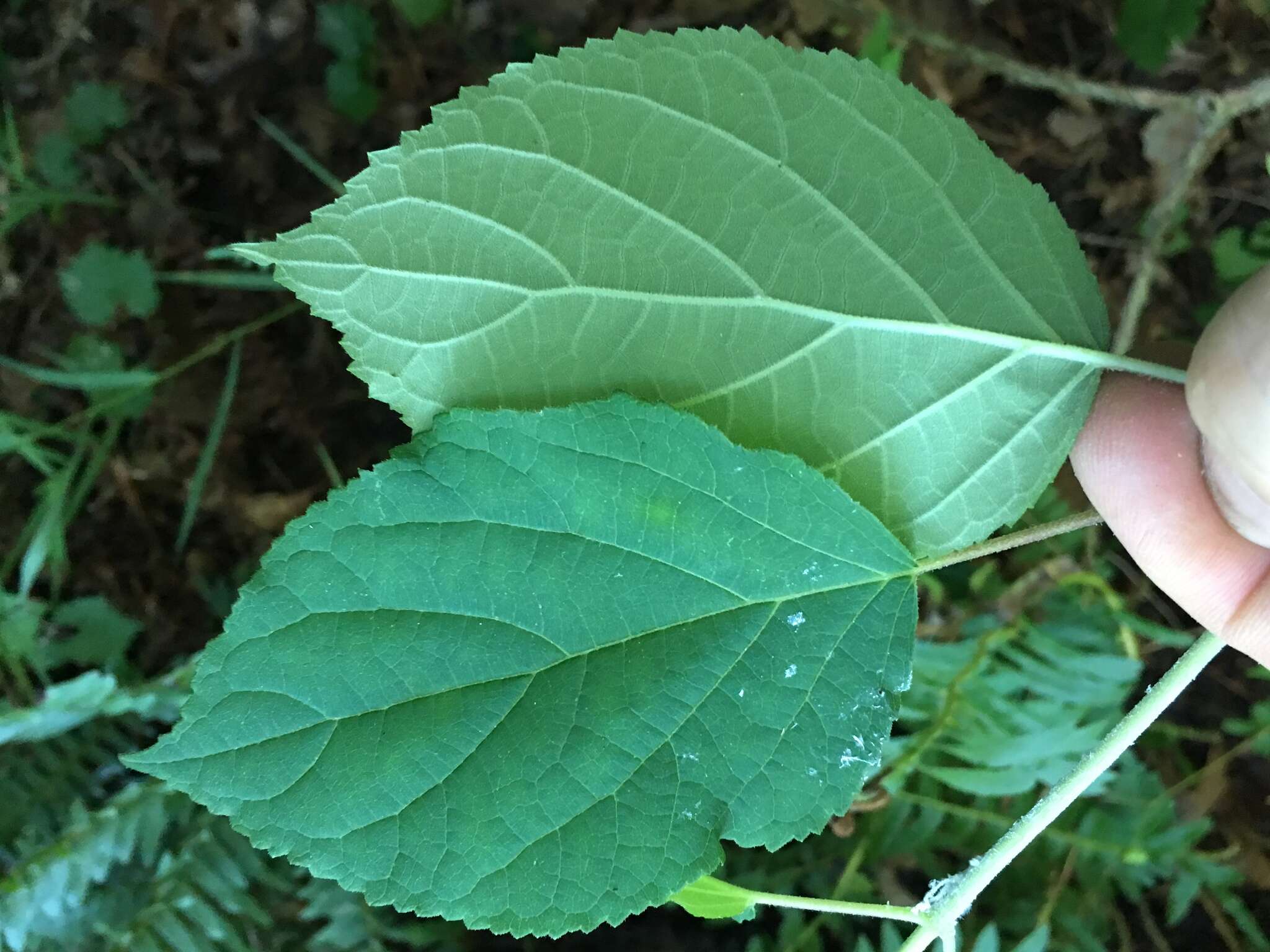 Imagem de Hydrangea cinerea Small