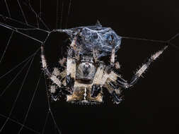 Imagem de Araneus tartaricus (Kroneberg 1875)