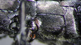 Image of Melanophila