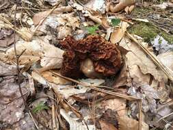 Gyromitra venenata Hai J. Li, Z. H. Chen & Zhu L. Yang resmi