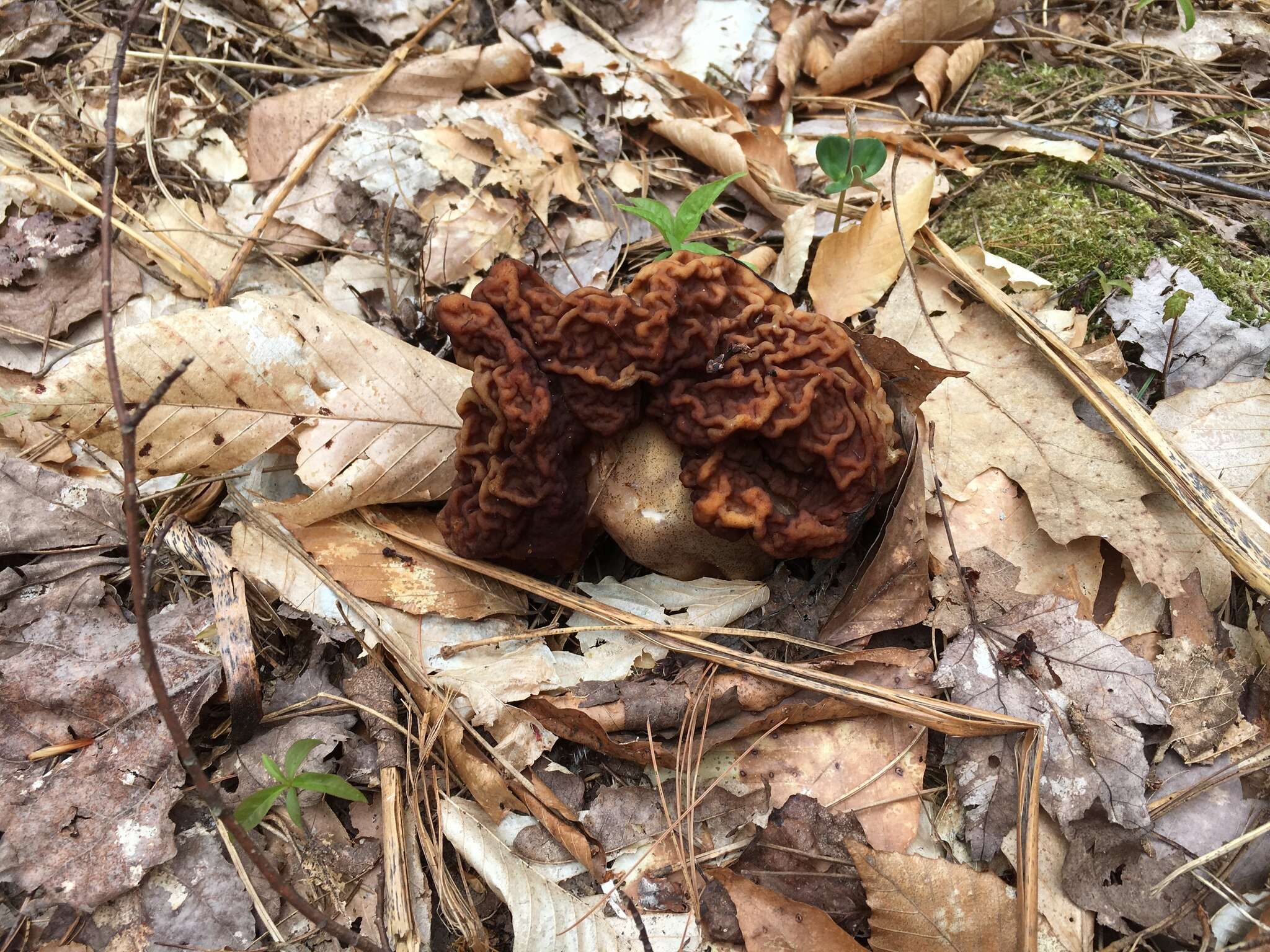 Gyromitra venenata Hai J. Li, Z. H. Chen & Zhu L. Yang resmi