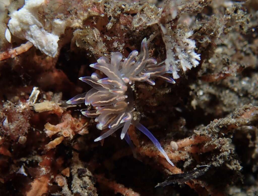 Imagem de Phyllodesmium opalescens Rudman 1991