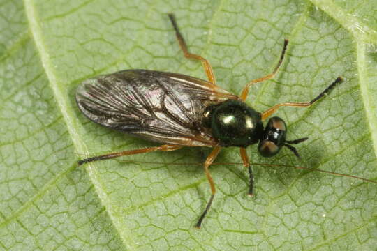 Image of Beris chalybata (Forster 1771)